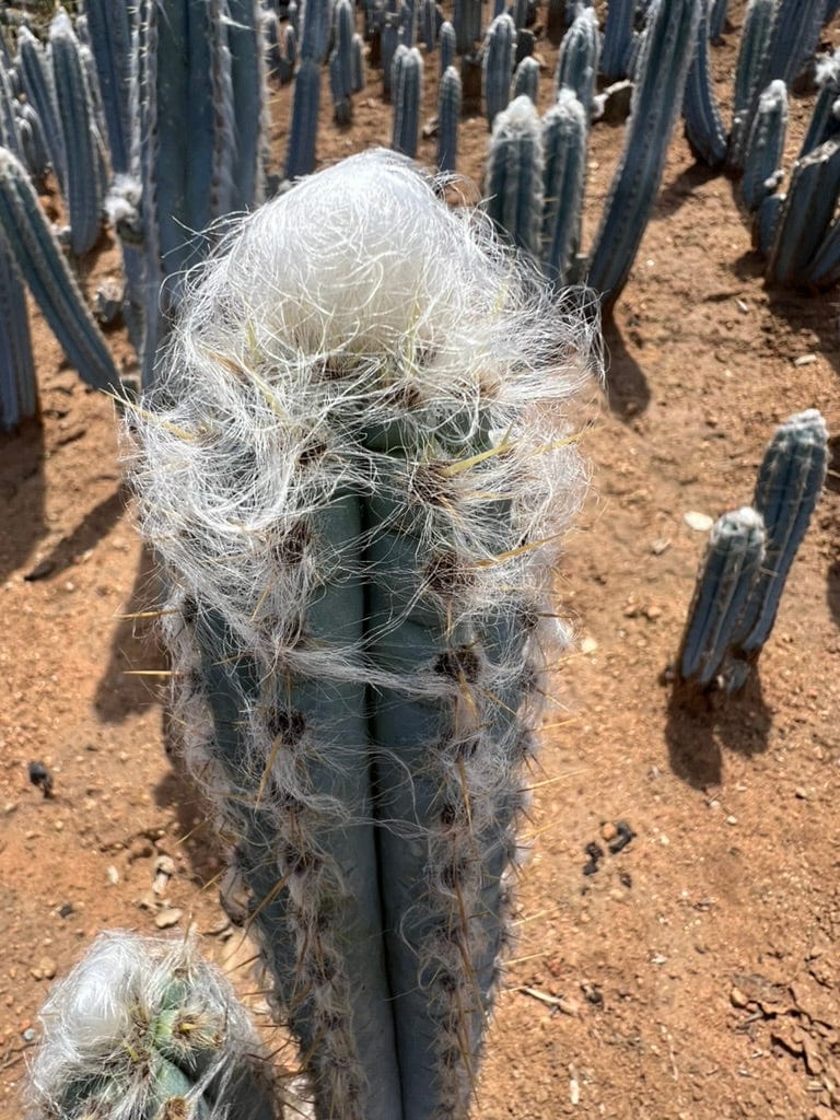 Pilosocereus pachycladus - Blue Torch Cactus (2- 3 piece)