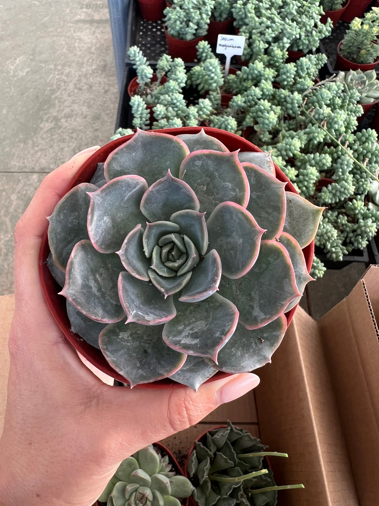Mixed Echeveria Bundle - Echeveria