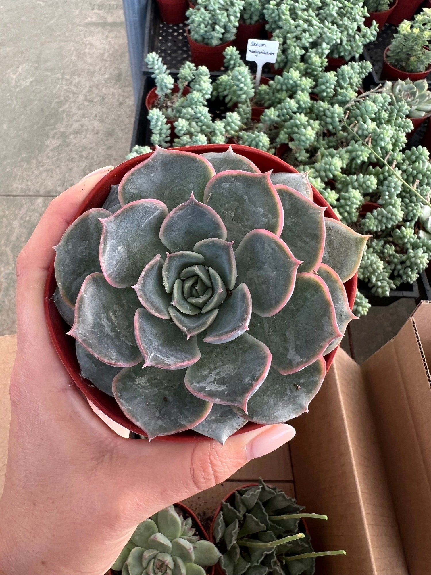 Mixed Echeveria Bundle - Echeveria