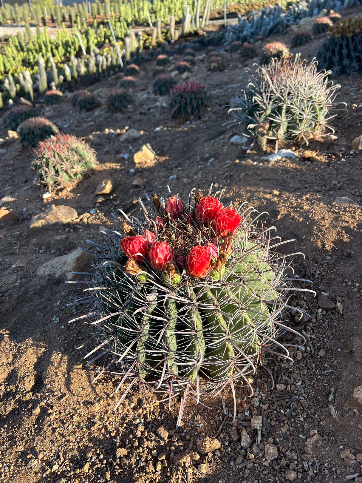 Fishhook Barrel Cactus - Ferocactus wislizeni