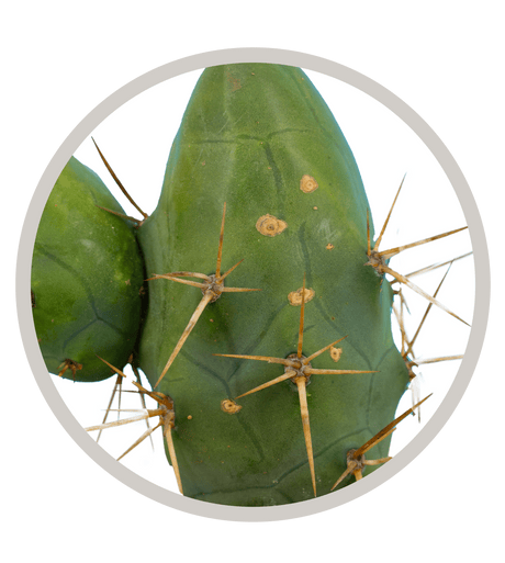 Monstrose Bolivian Torch Cactus Trichocereus Bridgesii Monstrous , Penis Cactus , Short Form | Cactus Warehouse | Exotic Cacti Collection & Quality Desert Plants