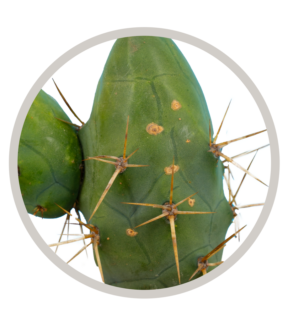 Monstrose Bolivian Torch Cactus Trichocereus Bridgesii Monstrous , Penis Cactus , Short Form | Cactus Warehouse | Exotic Cacti Collection & Quality Desert Plants