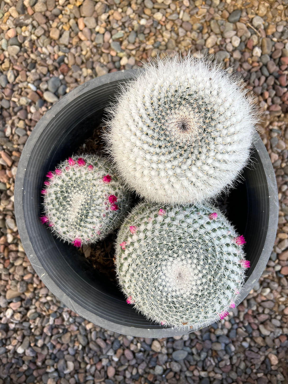 Mammillaria Hahniana 3-Pack Cluster - Mammillaria Hahniana
