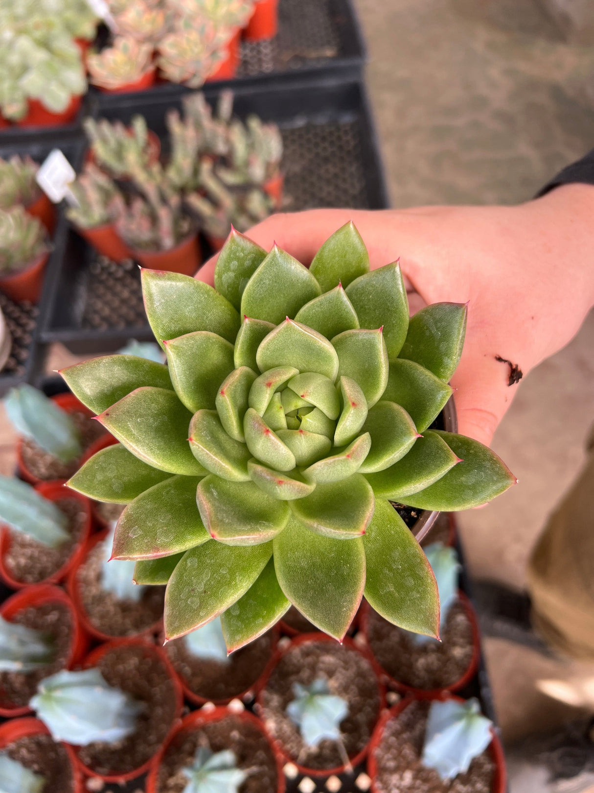 Echeveria 'Agavoides' - Echeveria