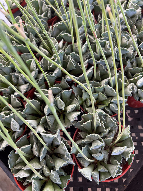 Key Lime Pie Succulent - Adromischus Cristatus