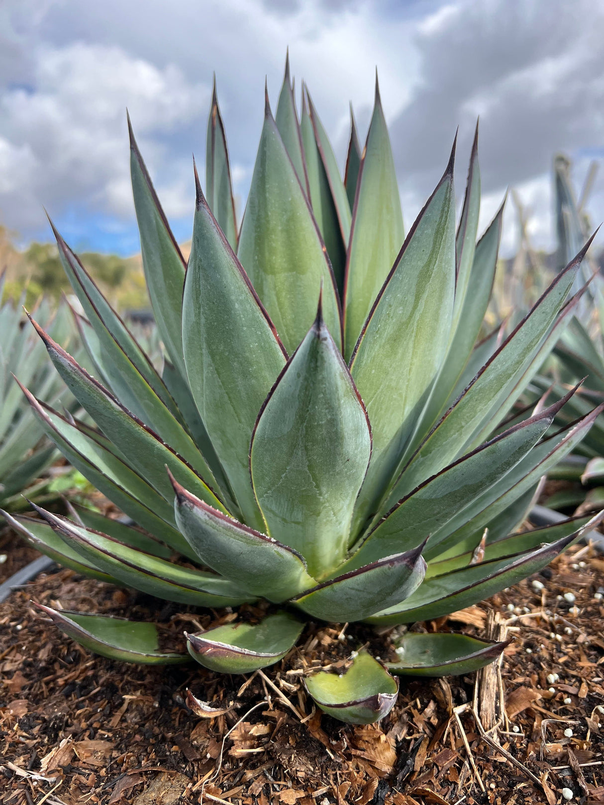 Agave ‘Blue Glow’ - Agave