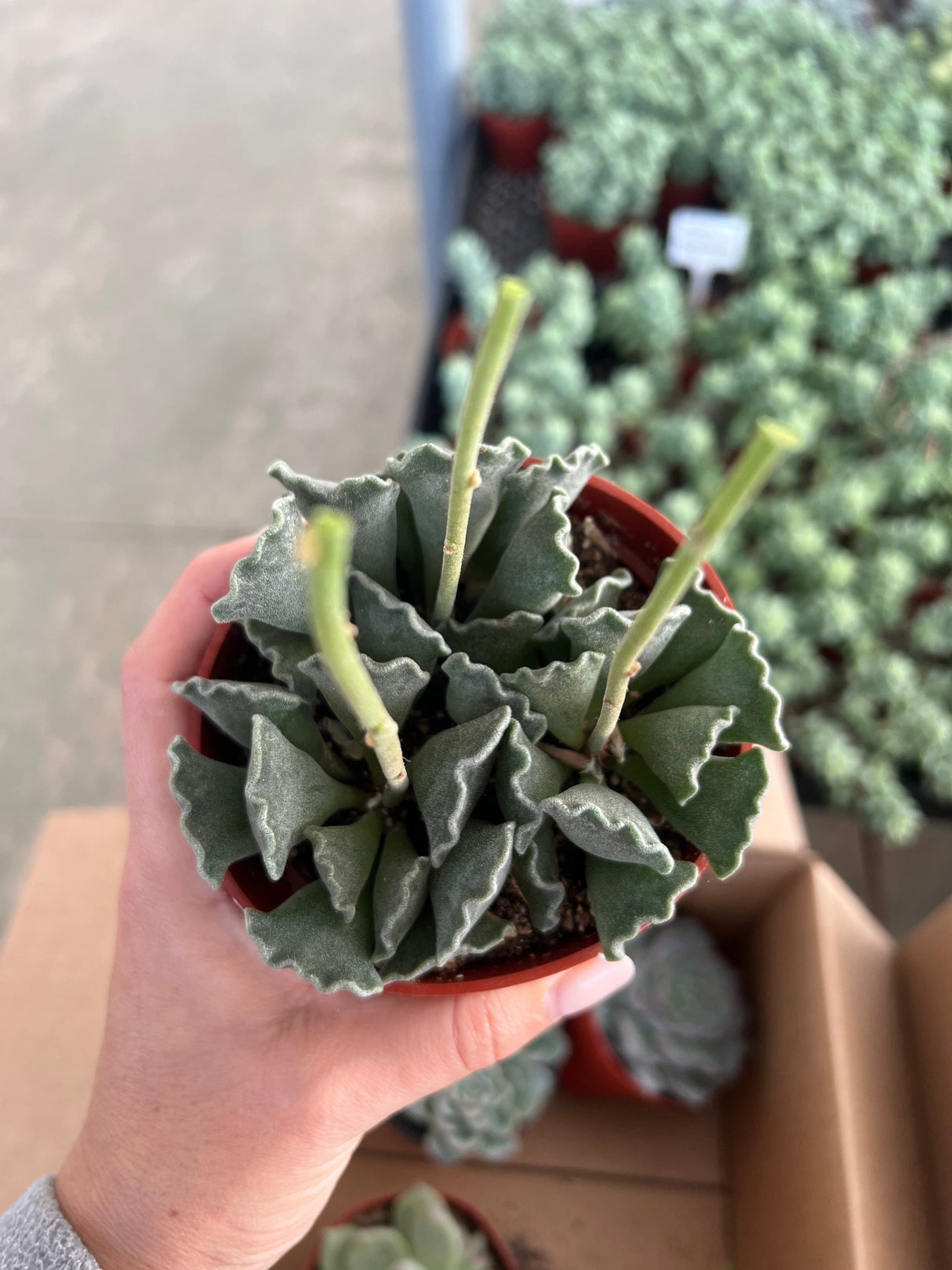 Mixed Echeveria Bundle - Echeveria
