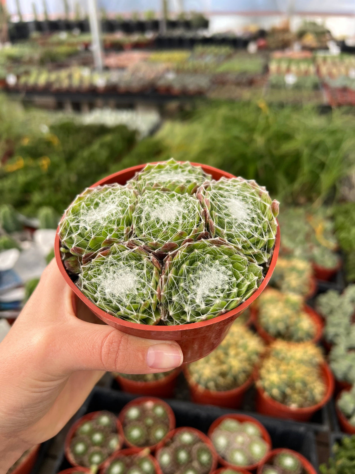 Cobweb Hens and Chicks - Sempervivum Arachnoideum