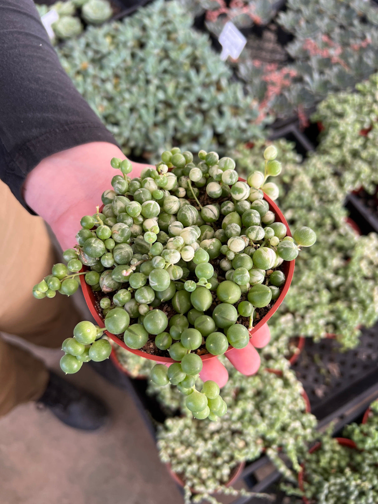 Variegated String of Pearls - Senecio Rowleyanus Variegata