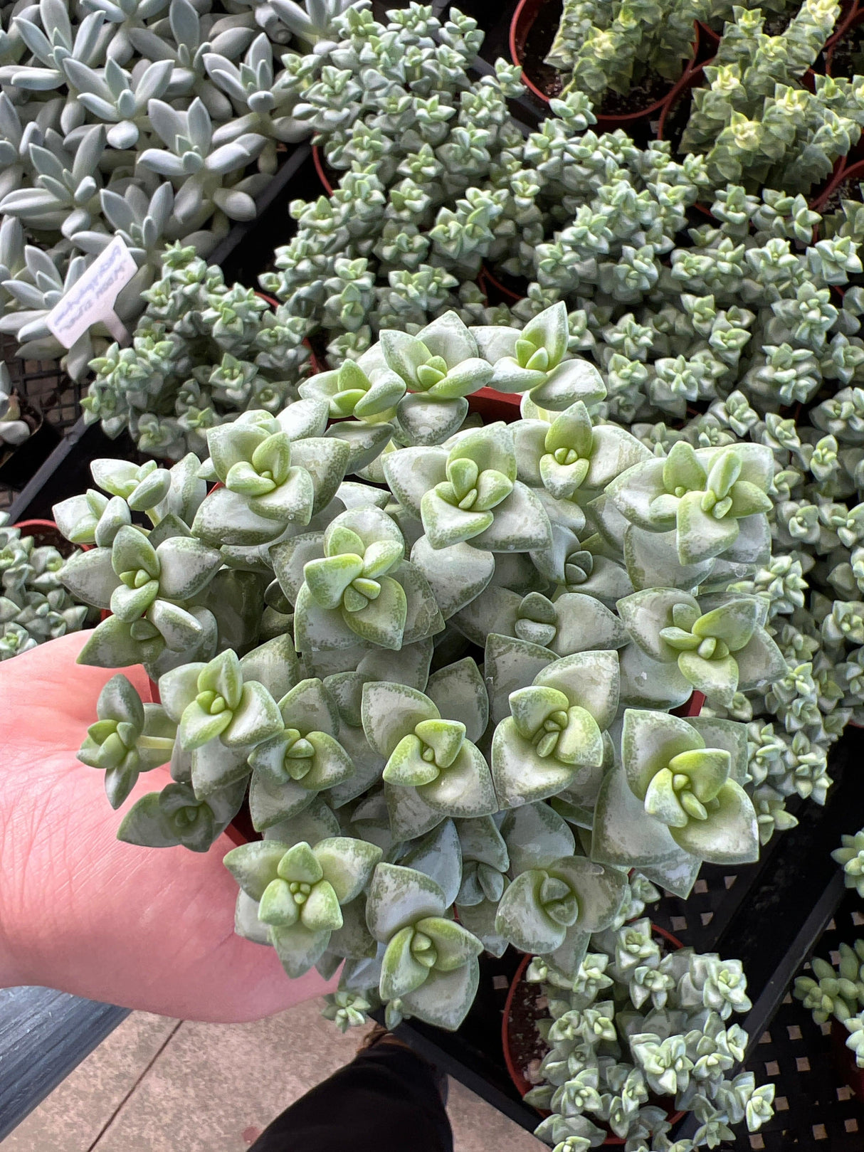 Buttons On A String - Crassula Rupestris