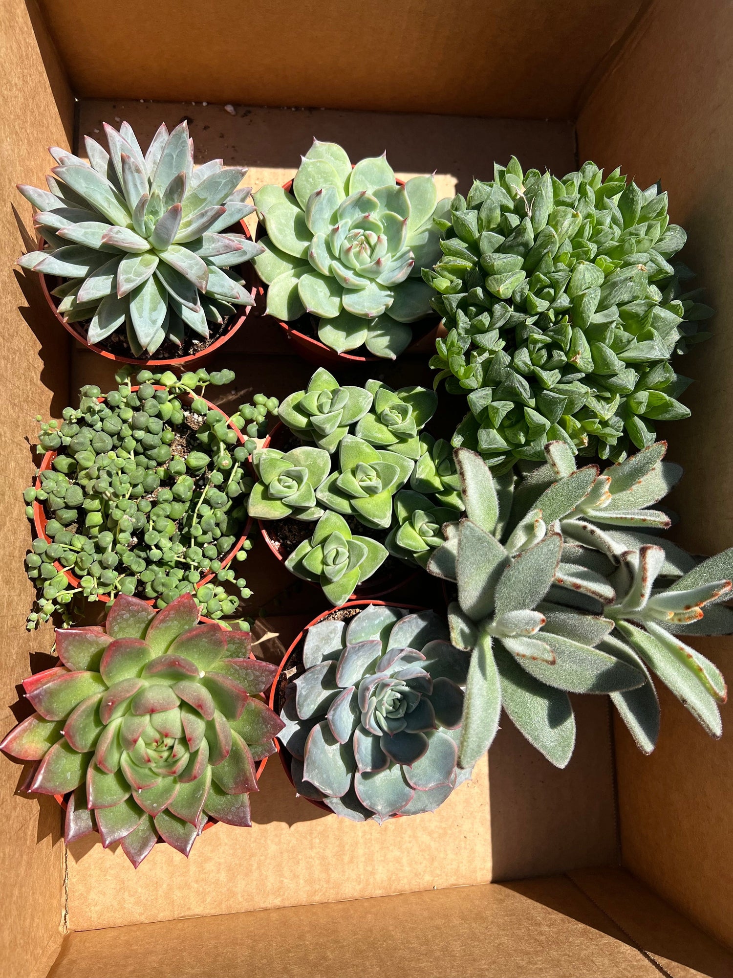 Mixed Succulent Starter Bundle