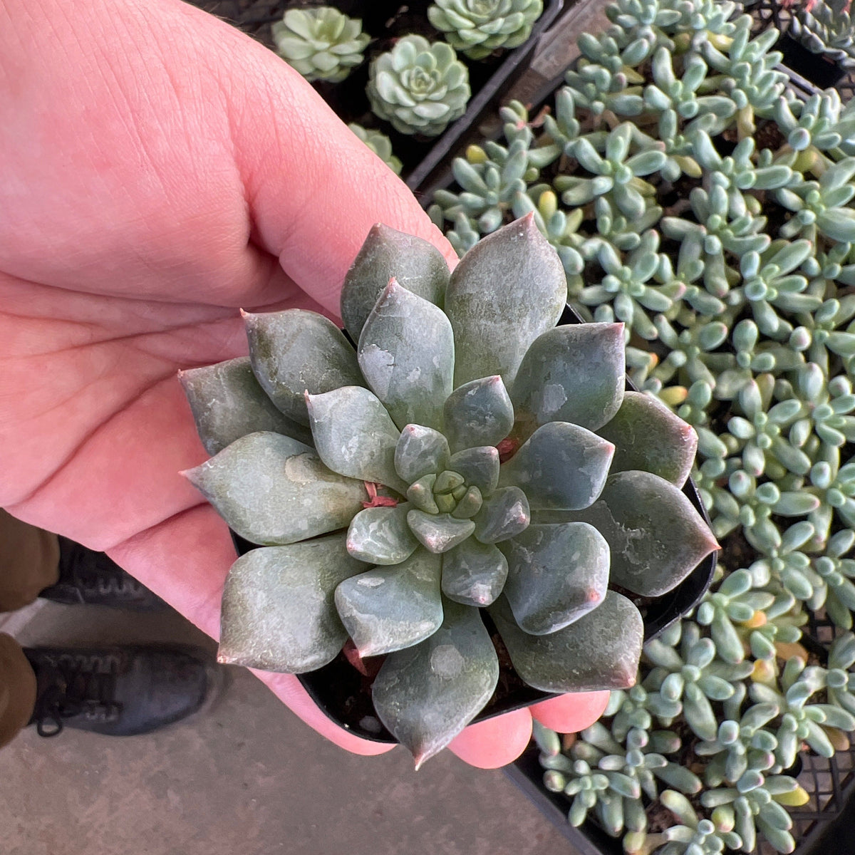 dark moon succulent Echeveria 'Dark Moon' Cactus