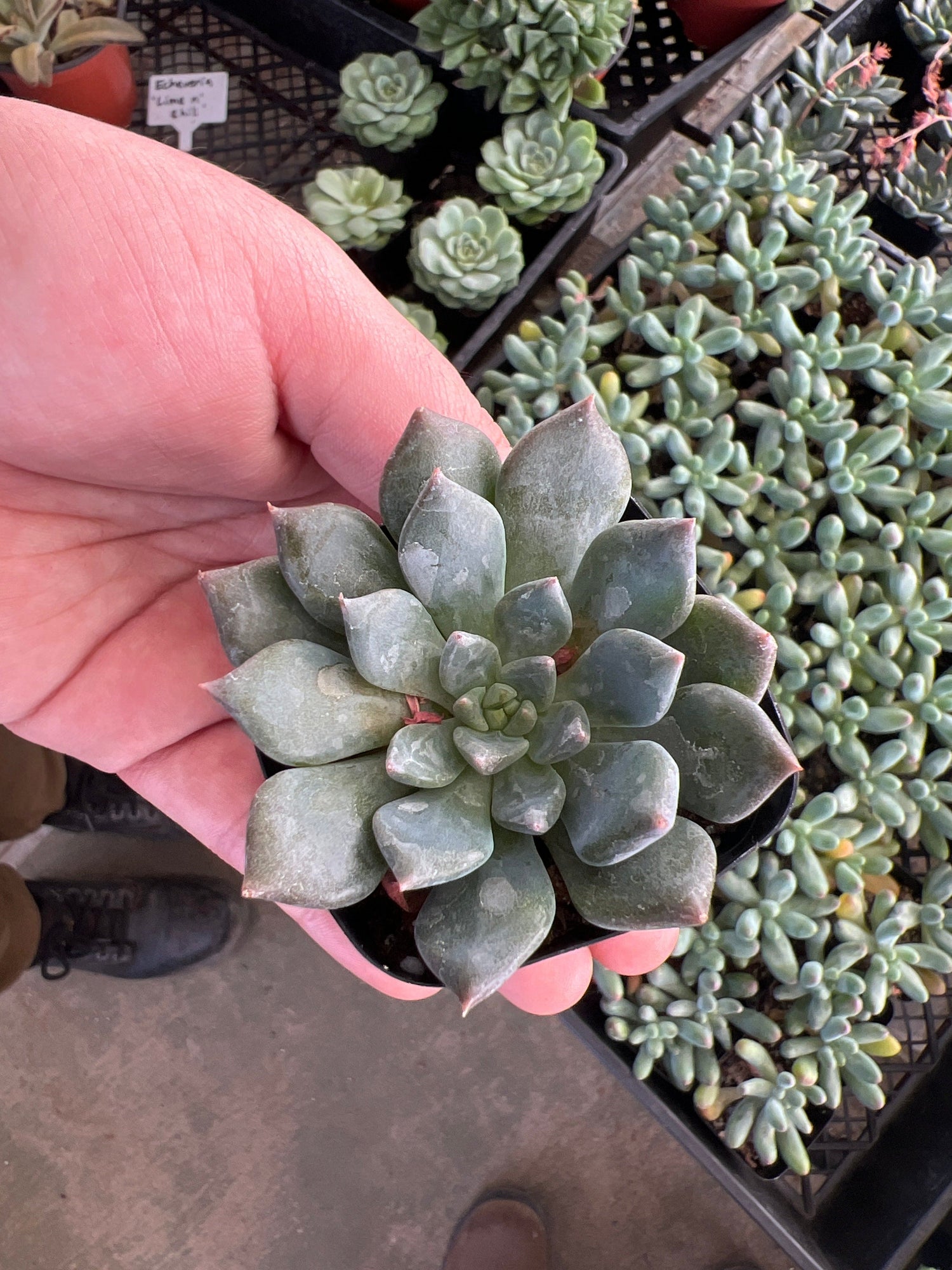 Echeveria 'Dark Moon' - Echeveria
