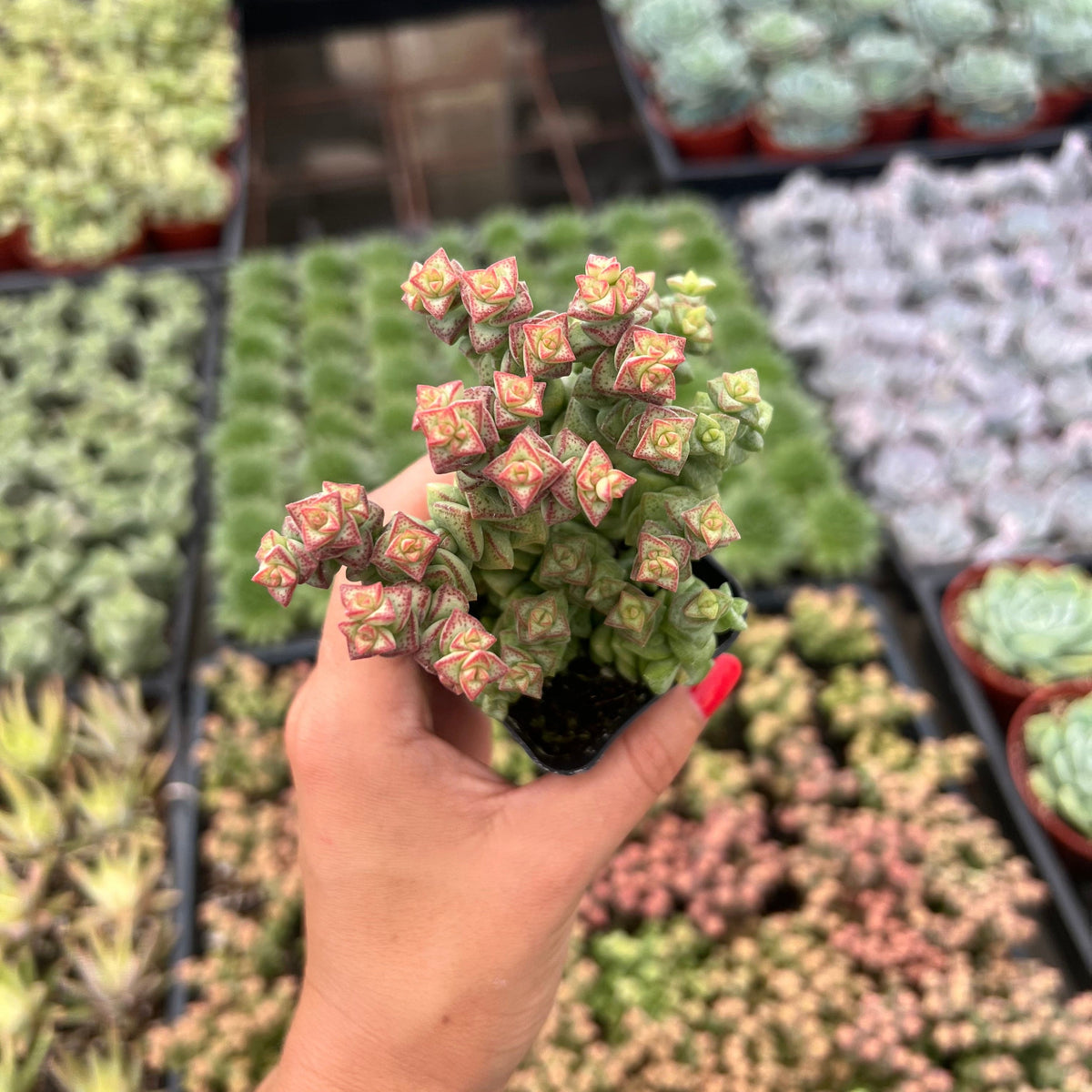 succulent tom thumb Crassula 'Tom Thumb'