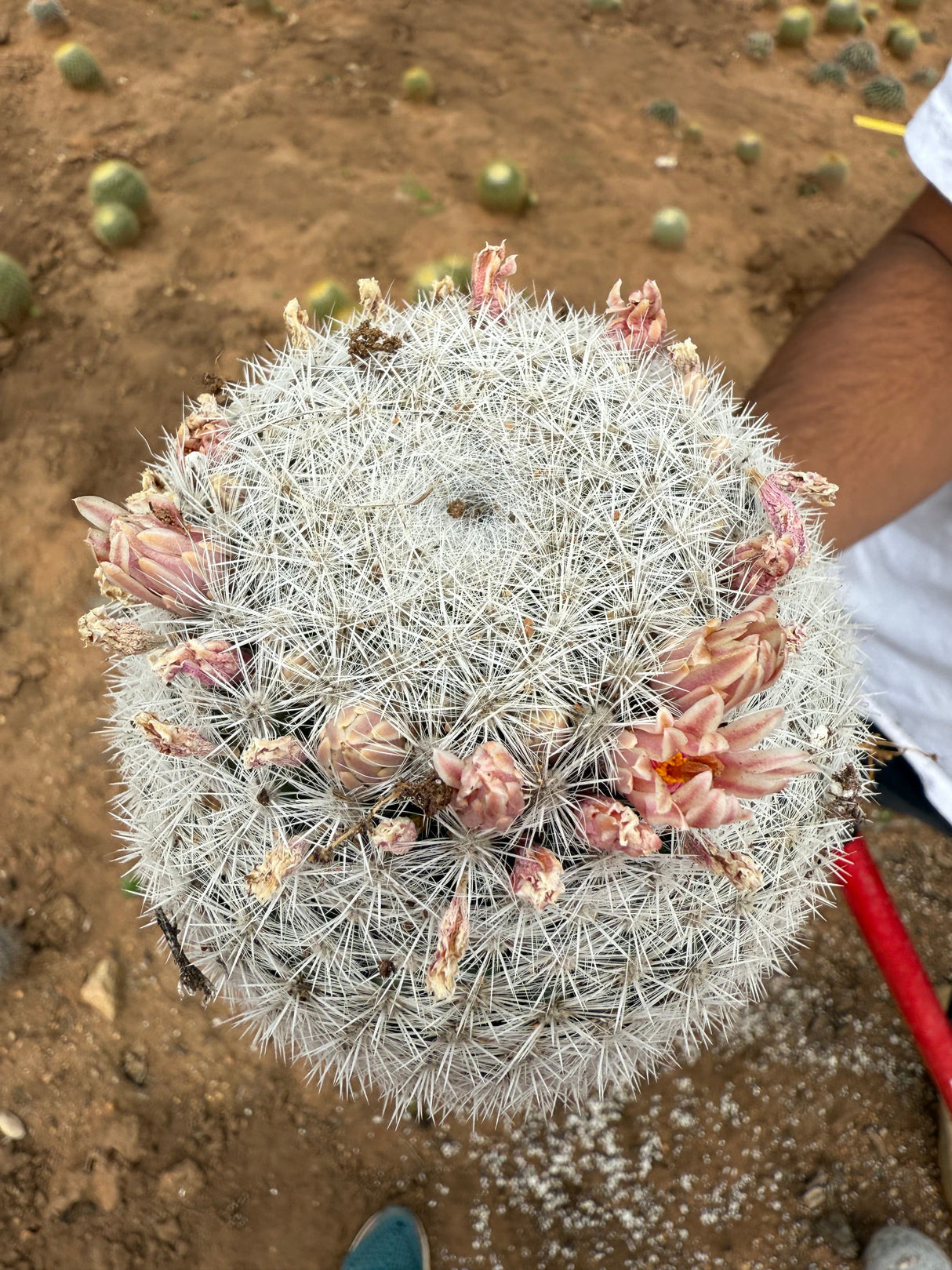 Mammillaria candida - Snowball Cactus
