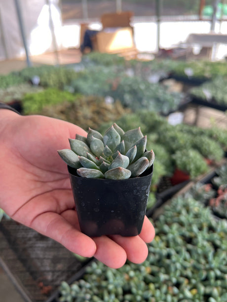 Echeveria 'Dark Moon' - Echeveria