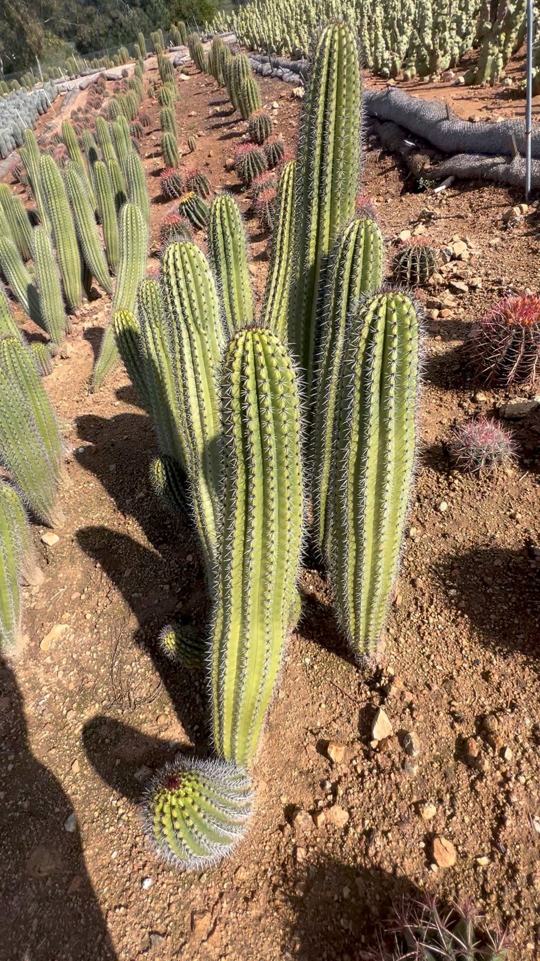 Organ Pipe Cactus - Stenocereus Thurberi