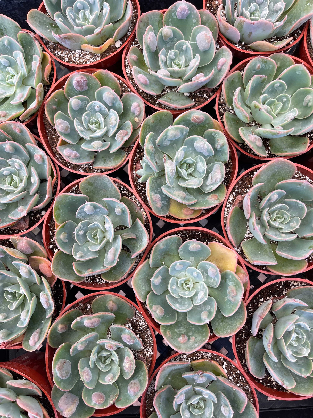 Echeveria 'Rain Drops' - Echeveria