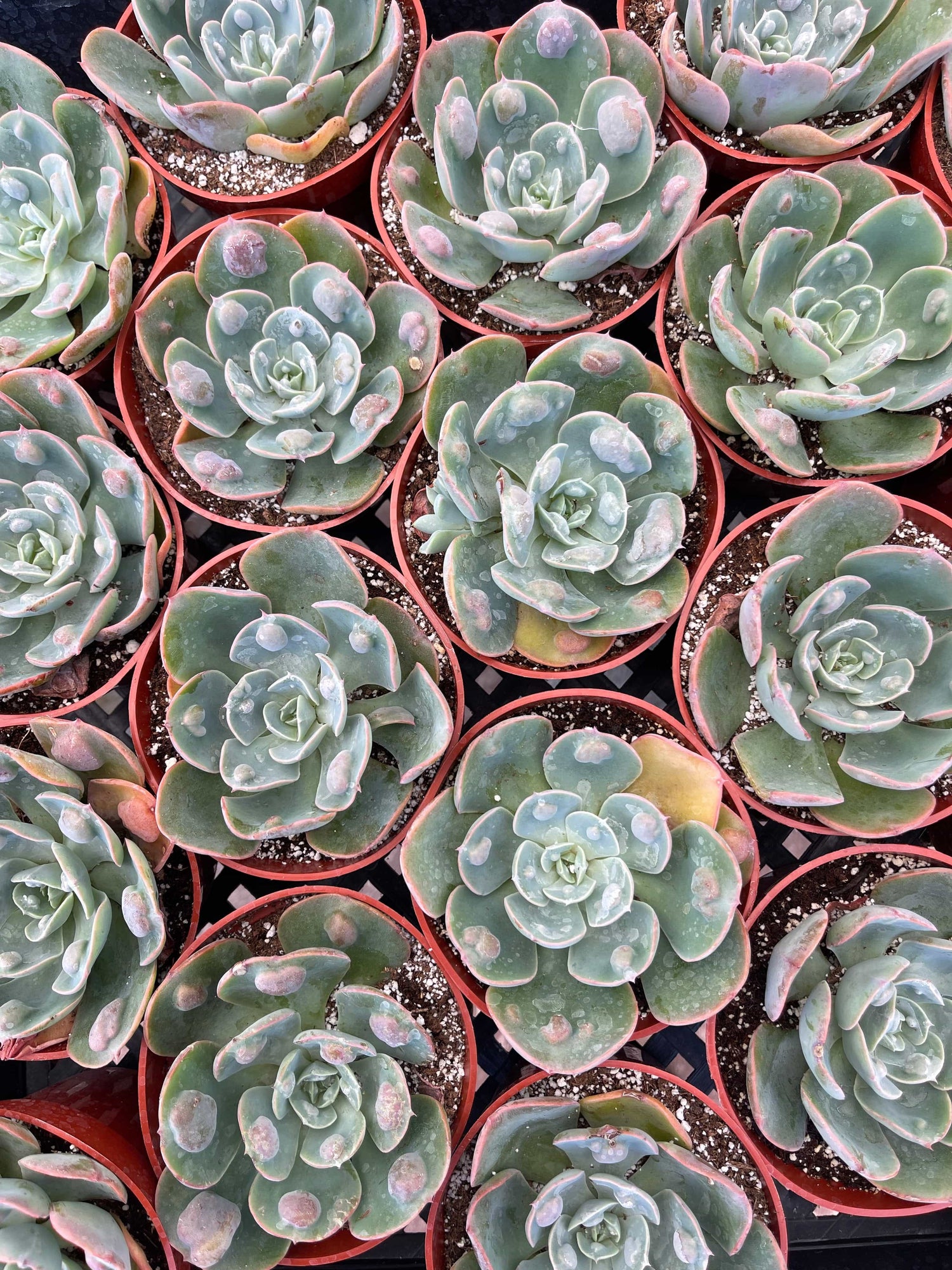 Echeveria 'Rain Drops' - Echeveria