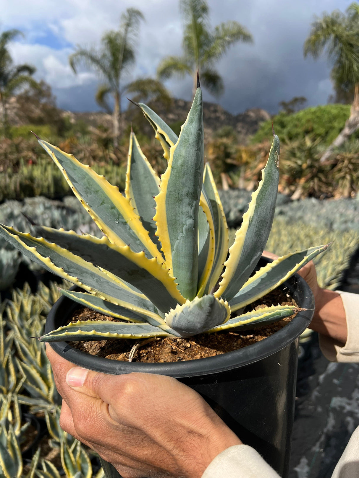 Variegated Century Plant - Agave americana 'Marginata'