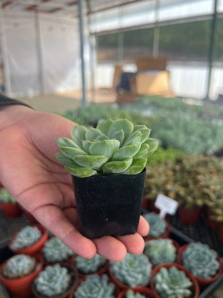 Echeveria 'Lime n' Chili' - Echeveria