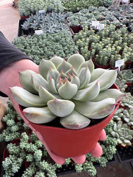 Echeveria 'Tippy' - Echeveria