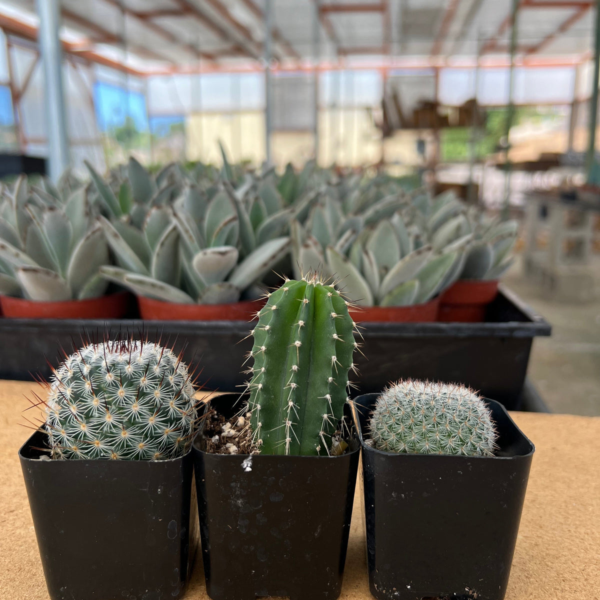 Collector's Random Cactus Trio – CactusWarehouse