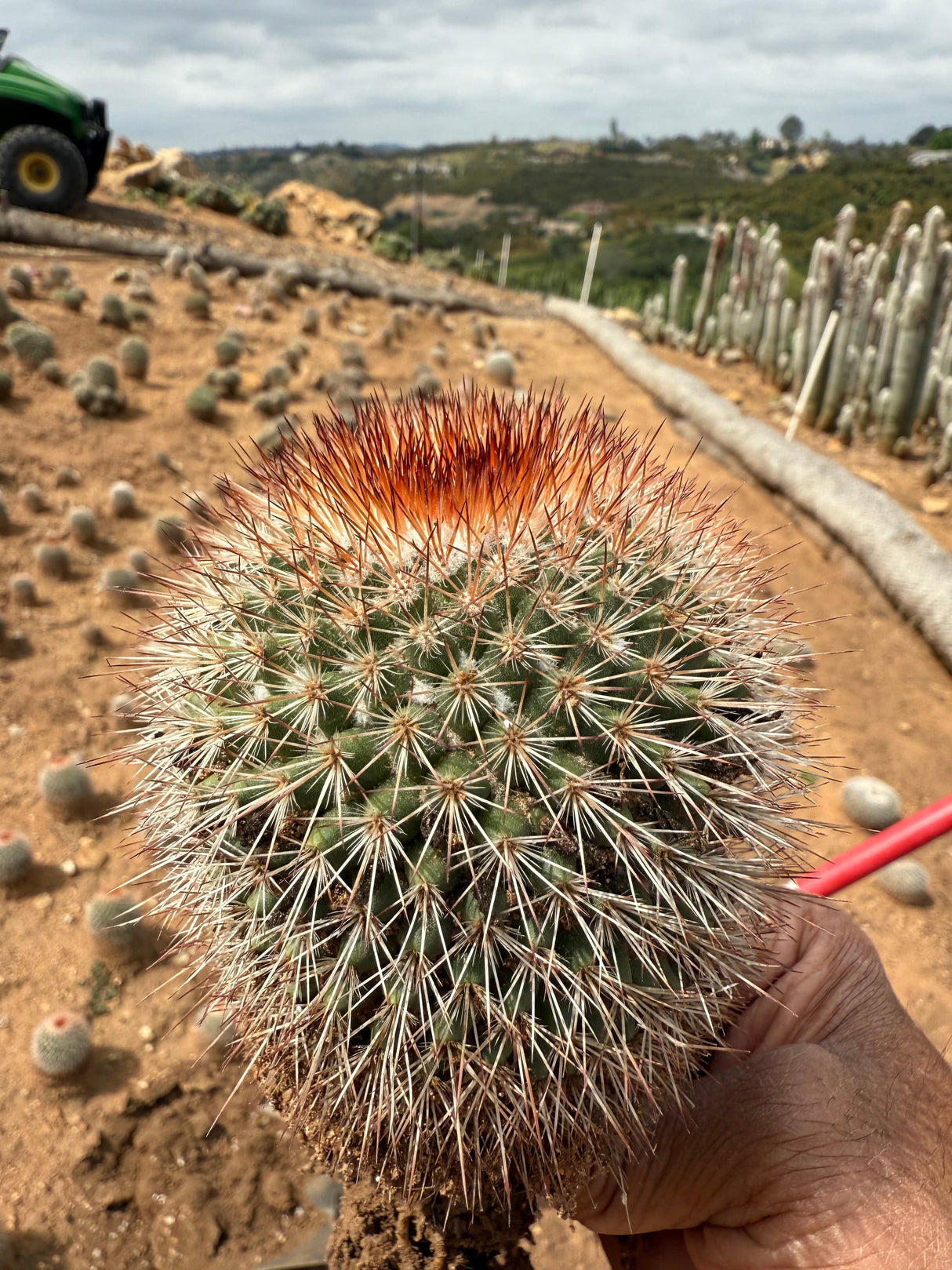 Mammillaria spinosissima - Redheaded Irishman