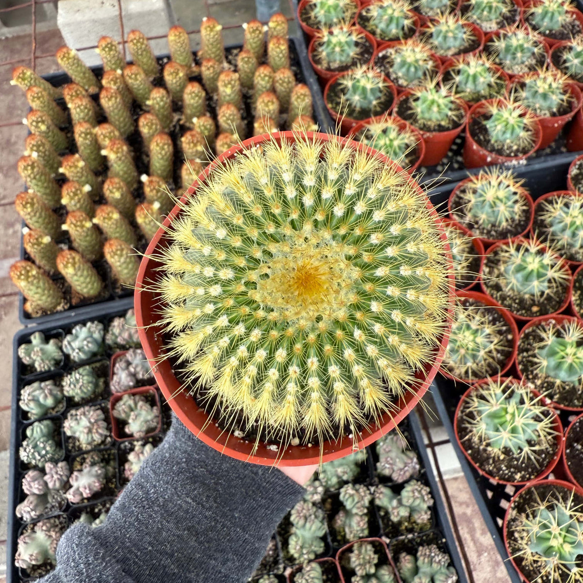 Lemon Ball Cactus