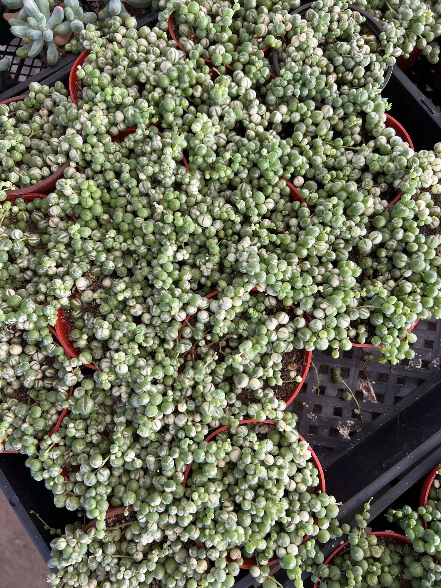 Variegated String of Pearls - Senecio Rowleyanus Variegata
