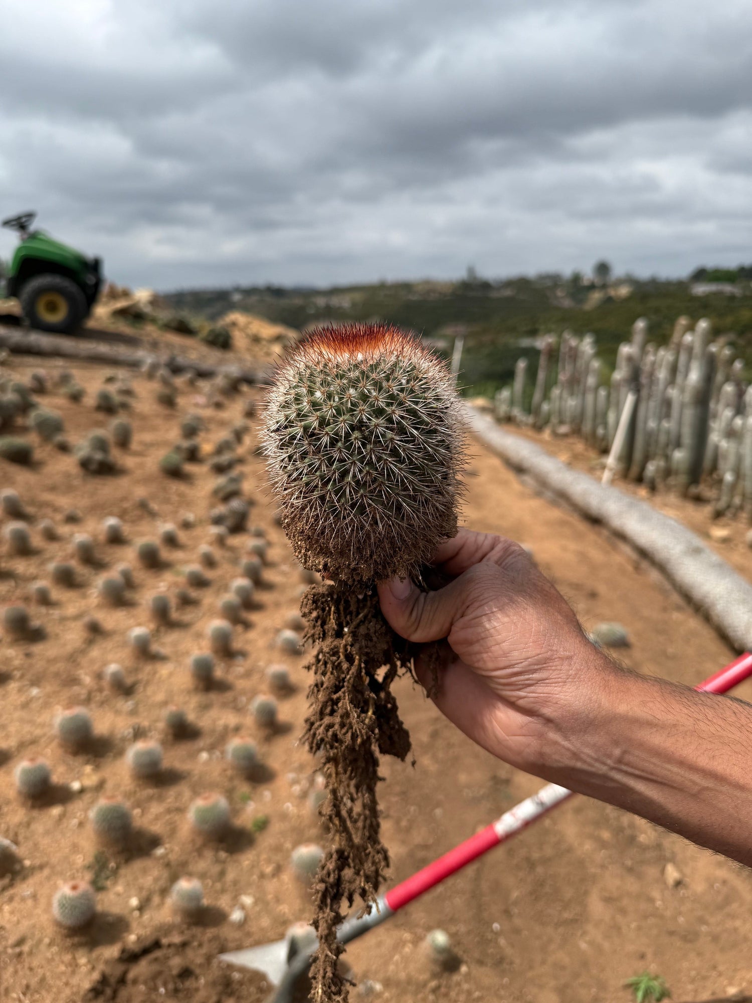 Mammillaria spinosissima - Redheaded Irishman