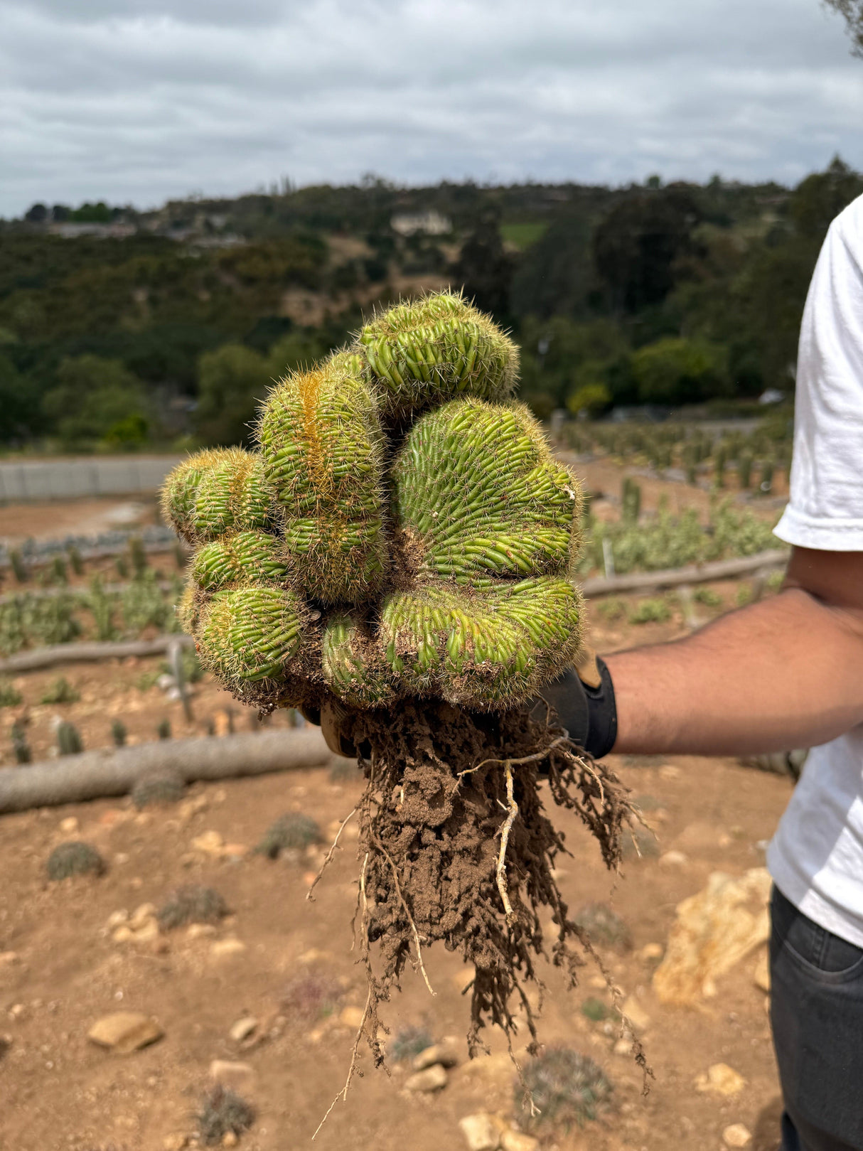 Mammillaria wildii cristata - Brain cactus