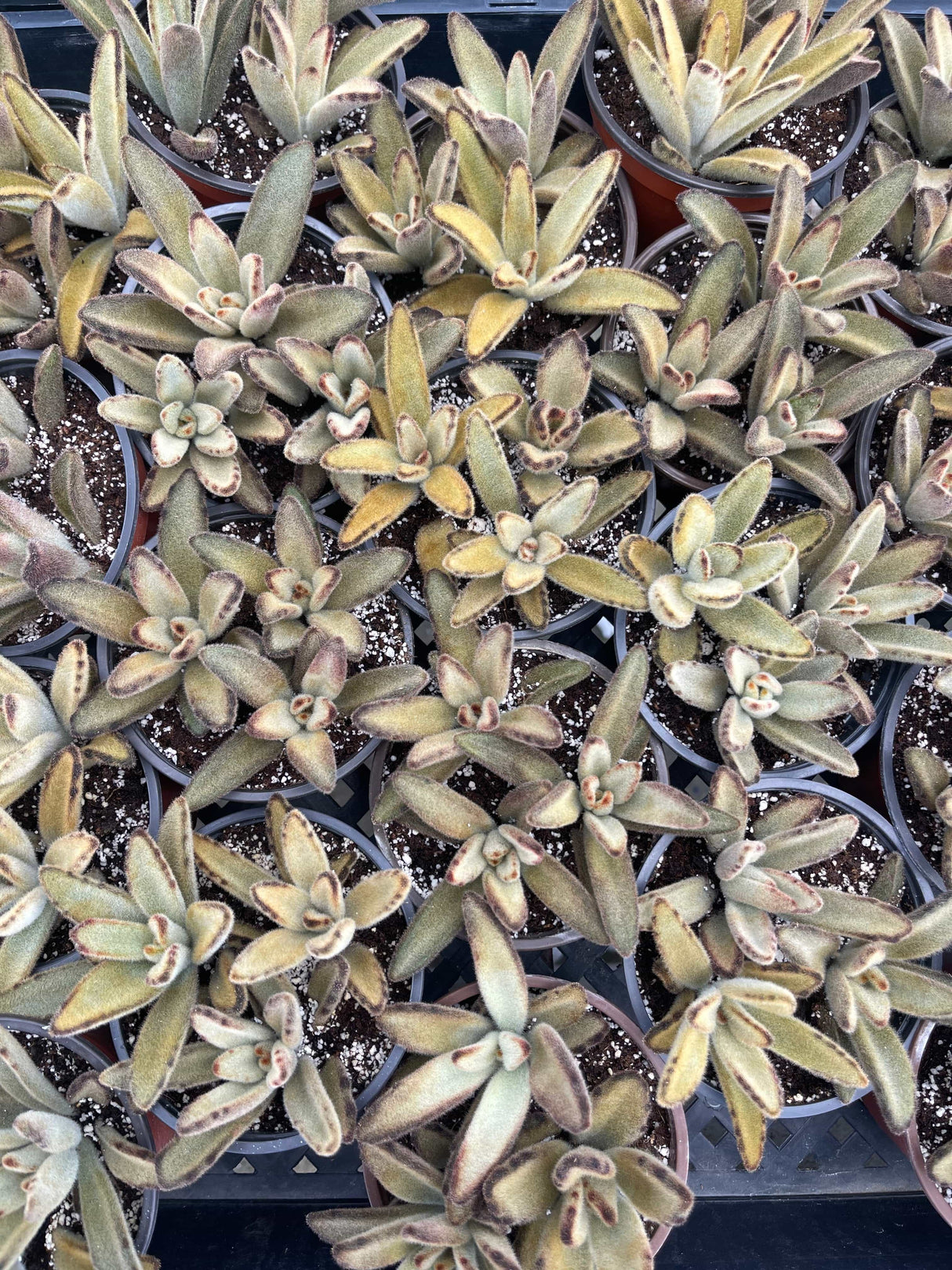 Chocolate Soldier Cactus - Kalanchoe tomentosa