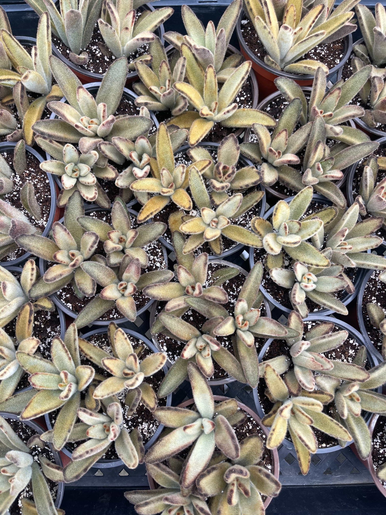 Chocolate Soldier Cactus - Kalanchoe tomentosa