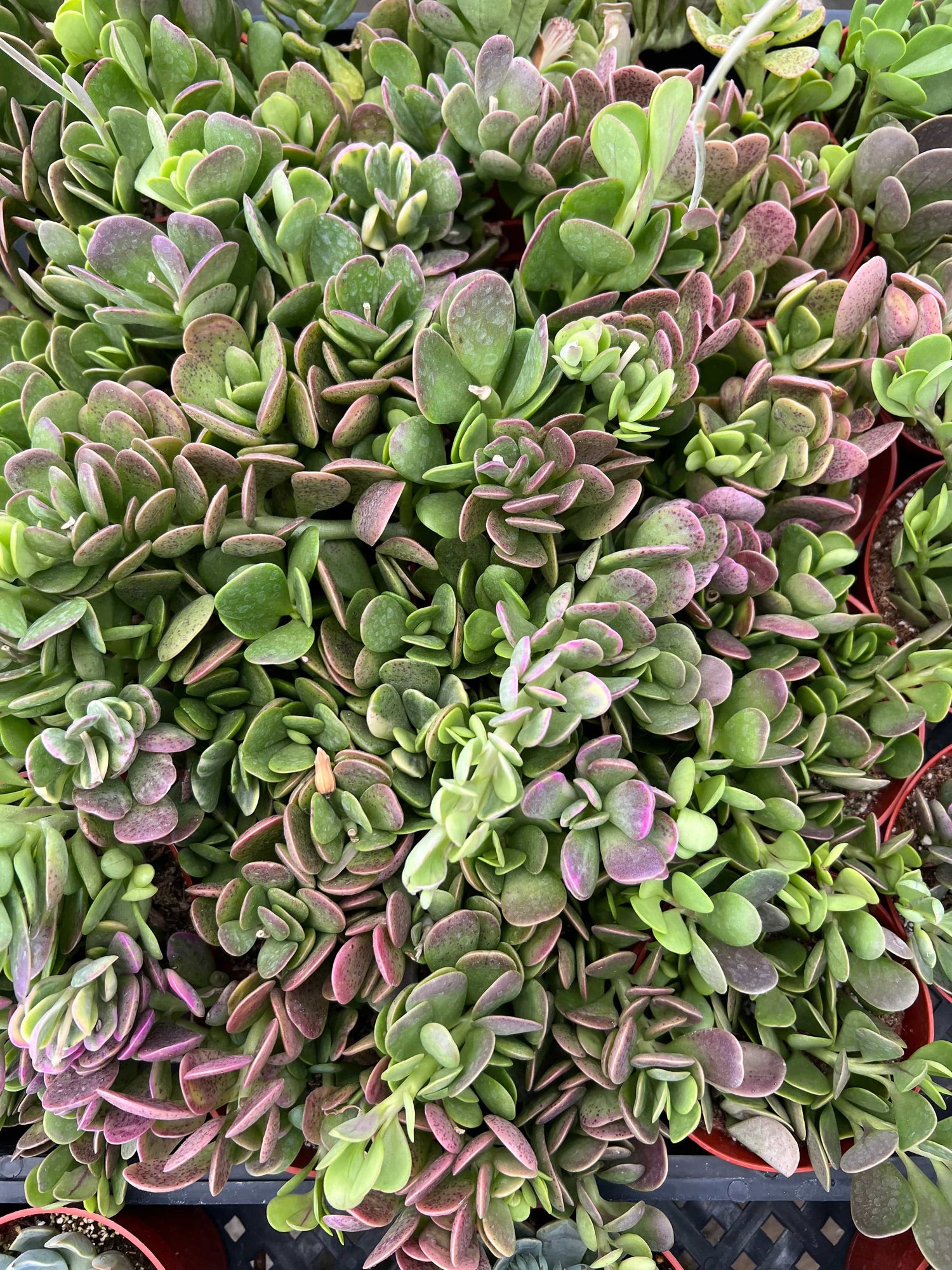 The Elegant Trailing Jade - Senecio jacobsenii