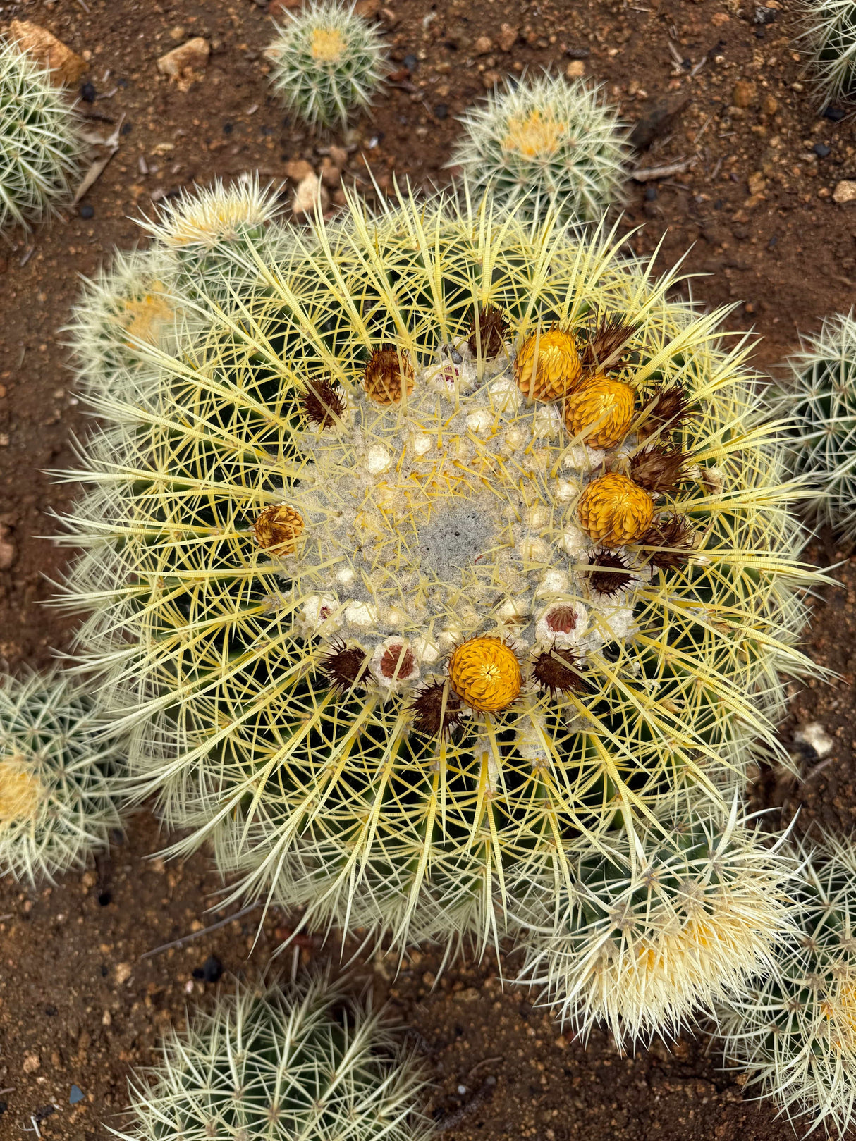 Echinocactus grusonii - Golden Barrel Cactus Cluster