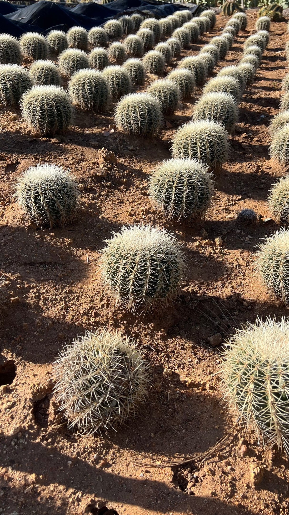 White Spine Barrel Cactus - Echinocactus Grusonii Albispinus