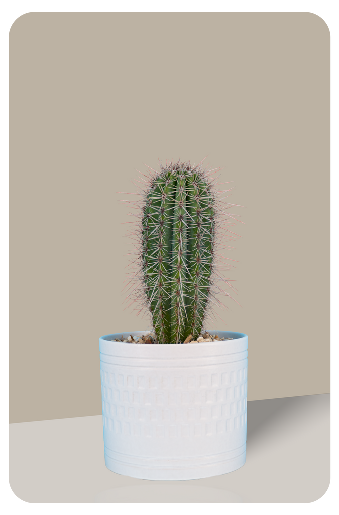 False Saguaro ,Pachycereus pringlei , Mexican Cardon | Cactus Warehouse | Exotic Cacti Collection & Quality Desert Plants