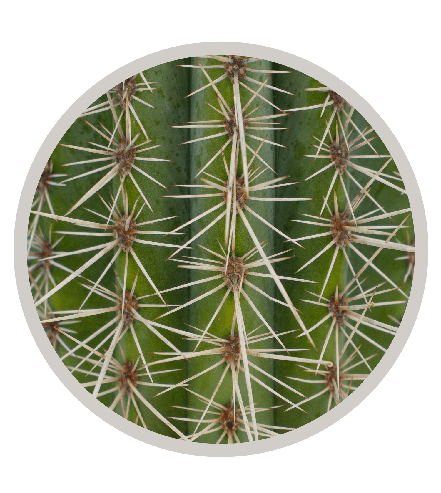 False Saguaro ,Pachycereus pringlei , Mexican Cardon | Cactus Warehouse | Exotic Cacti Collection & Quality Desert Plants
