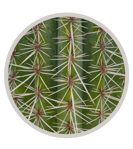 False Saguaro ,Pachycereus pringlei , Mexican Cardon | Cactus Warehouse | Exotic Cacti Collection & Quality Desert Plants