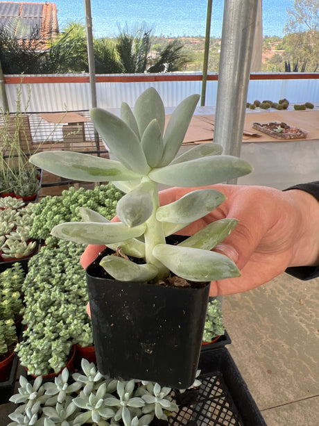 Pachyphytum 'Moon Silver' - Pachyphytum