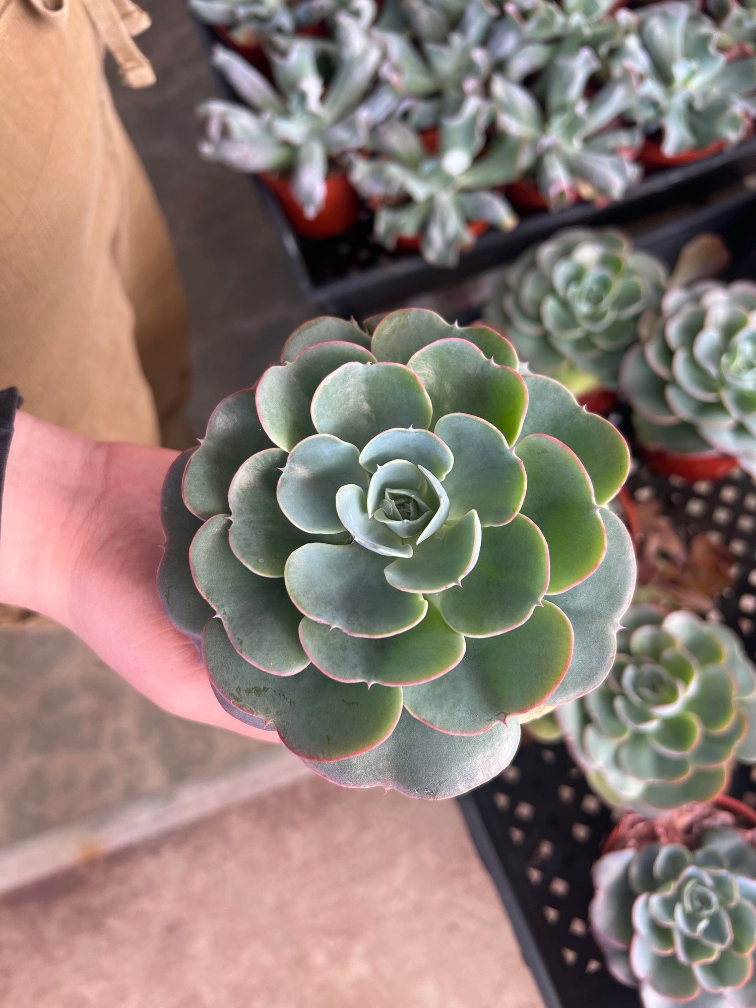 Echeveria 'Imbricata' - Echeveria