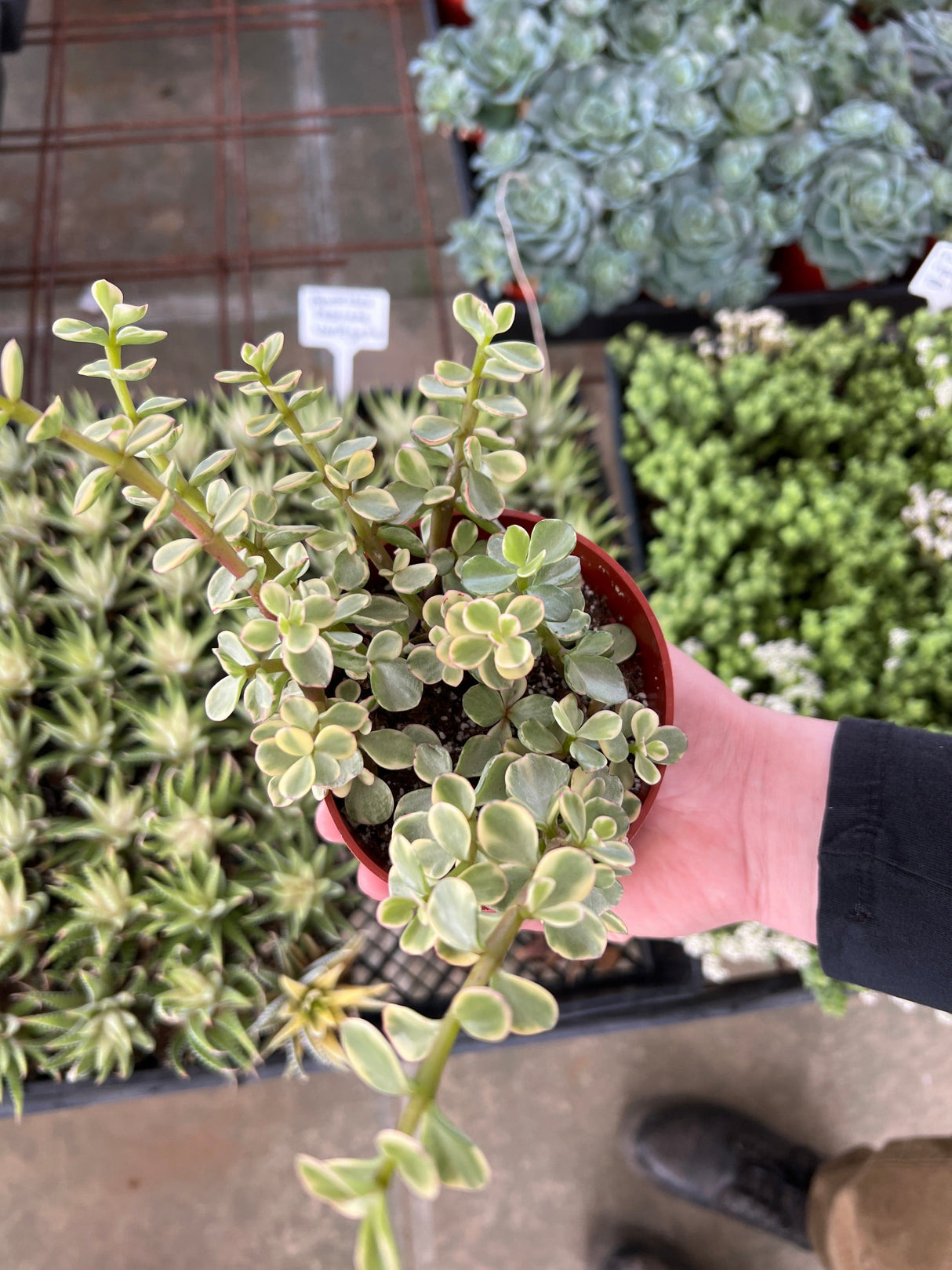 Variegated Elephant Bush (Rainbow Bush) - Portulacaria Afra Variegata