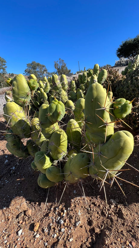Penis Cactus (Short Form) - Trichocereus Bridgesii Monstrose