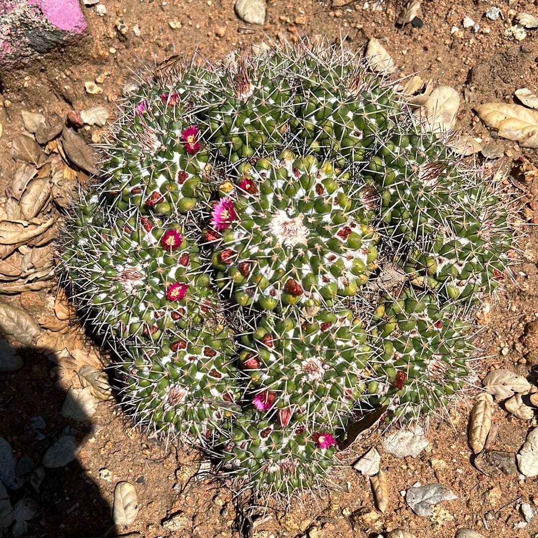 Mother of Hundreds - Mammillaria Compressa