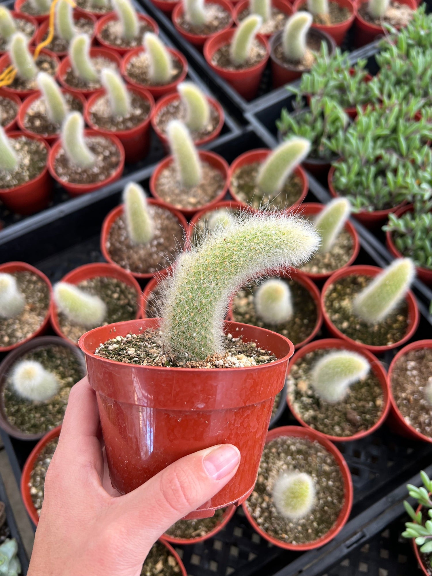 Monkey Tail Cactus - Cleistocactus colademononis