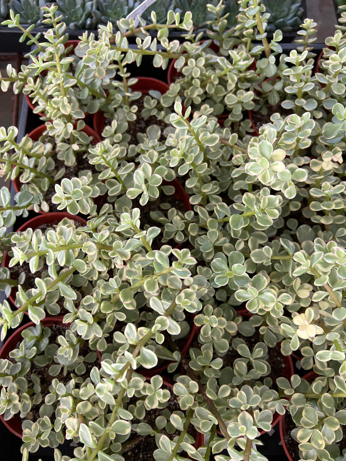 Variegated Elephant Bush (Rainbow Bush) - Portulacaria Afra Variegata