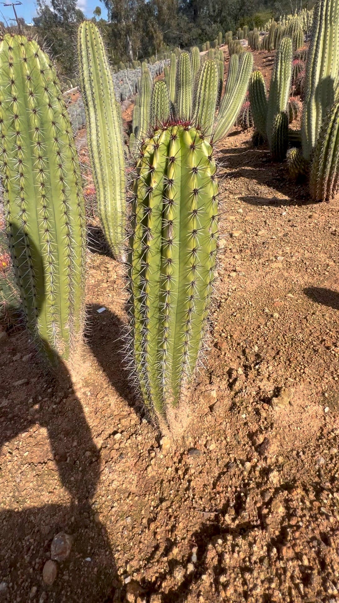 Organ Pipe Cactus - Stenocereus Thurberi