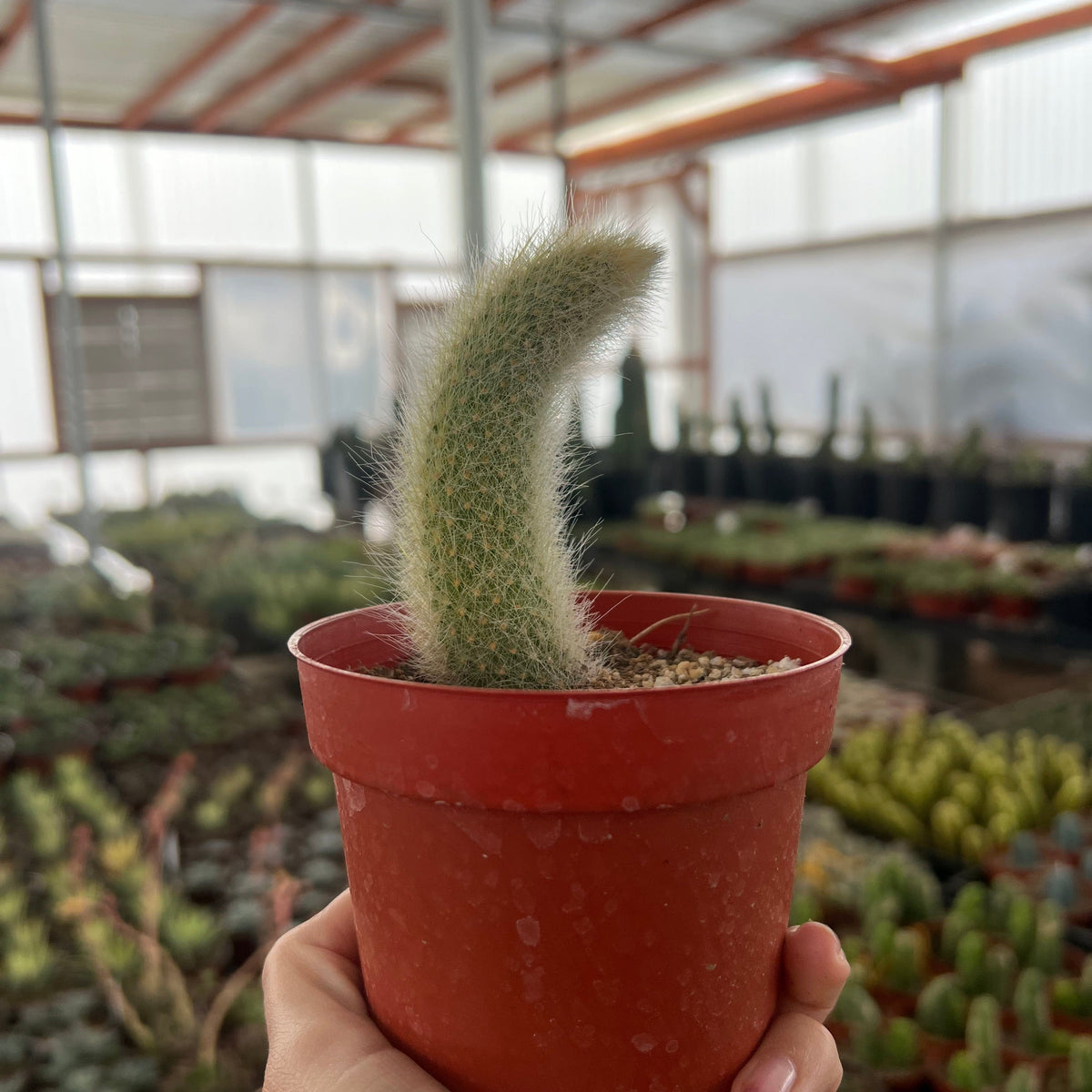 Monkey Tail Cactus