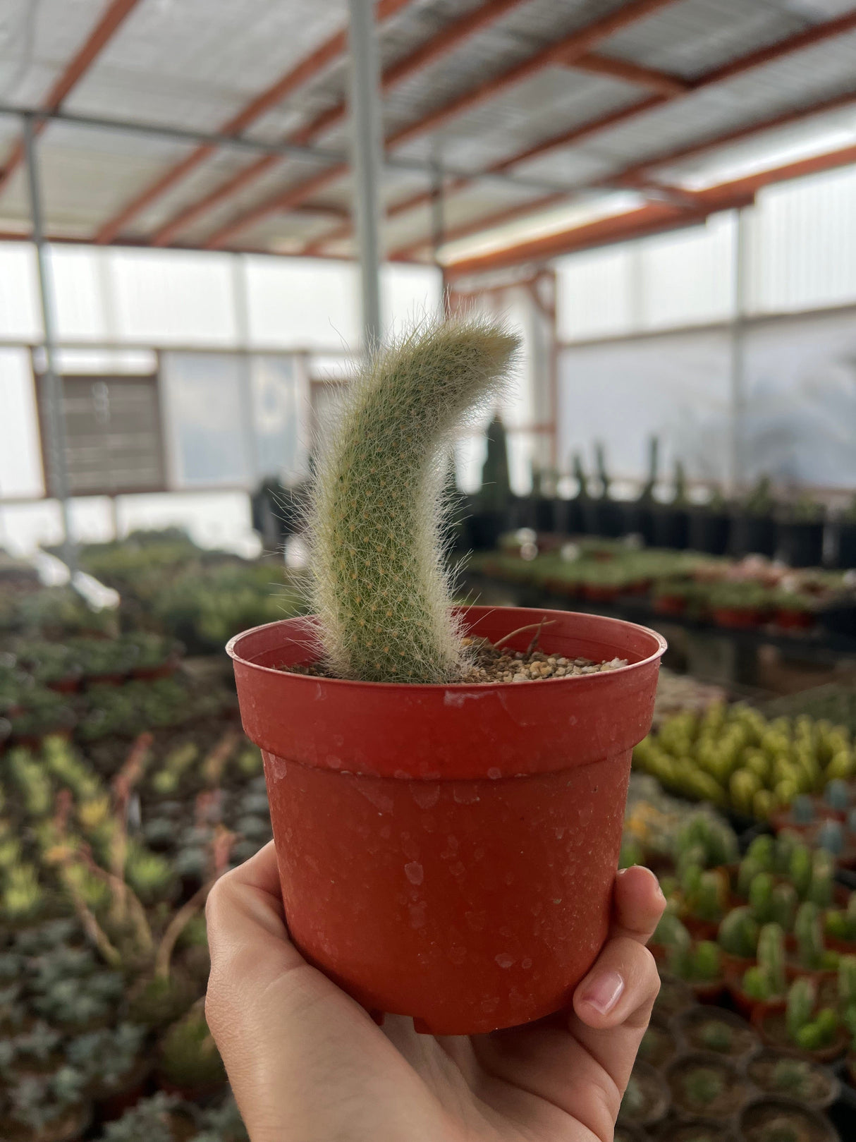 Monkey Tail Cactus - Cleistocactus colademononis